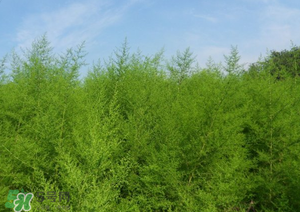 蒿子怎么做好吃？蒿子能涼拌嗎？