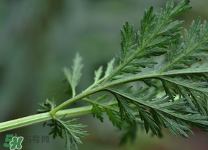 蒿子怎么做好吃？蒿子能涼拌嗎？