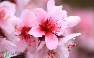清明節(jié)還有桃花嗎？清明節(jié)去哪里看桃花？