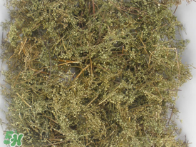 青蒿可以泡水喝嗎？青蒿能泡水喝嗎？