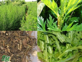 青蒿可以泡水喝嗎？青蒿能泡水喝嗎？