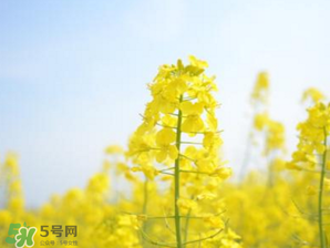 2017年清明節(jié)油菜花開了嗎？2017年清明節(jié)還有油菜花嗎？