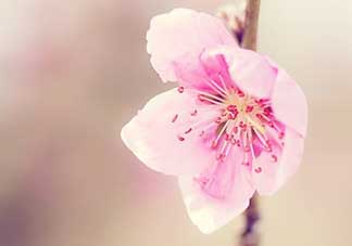 清明節(jié)還有桃花嗎？清明節(jié)去哪里看桃花？