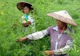 青蒿可以泡水喝嗎？青蒿能泡水喝嗎？