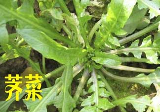薺菜和狗肉能一起吃嗎？狗肉跟薺菜可以同食嗎？