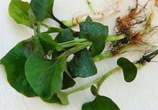 薺菜和魚(yú)腥草能一起吃嗎？薺菜和魚(yú)腥草可以同時(shí)泡茶嗎？