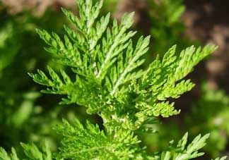 青蒿是什么植物？青蒿是種子植物還是裸子植物？