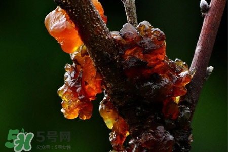 桃膠可以隔夜吃嗎？桃膠能過夜嗎？