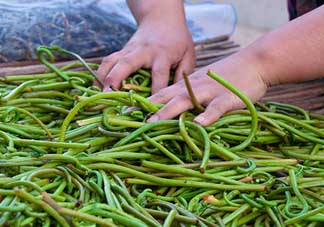 蕨菜什么時候采摘？蕨菜什么時候有？