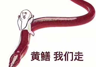 黃鱔為什么火了？黃鱔我們走為什么火了？