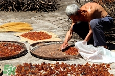 桃膠適合什么季節(jié)吃？桃膠什么季節(jié)吃最好？