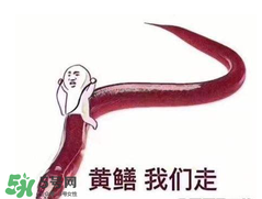 七彩皮皮鱔我們往死里鉆是什么意思？七彩皮皮鱔我們?nèi)€(gè)好地方是什么意思？