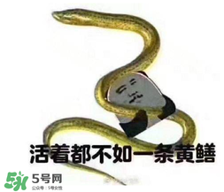 七彩皮皮鱔我們往死里鉆是什么意思？七彩皮皮鱔我們?nèi)€(gè)好地方是什么意思？