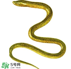 七彩皮皮鱔我們往死里鉆是什么意思？七彩皮皮鱔我們?nèi)€(gè)好地方是什么意思？