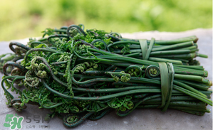 蕨菜能吃嗎？蕨菜可以吃嗎？