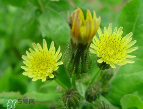苦菜什么時(shí)候有？苦菜幾月份有？