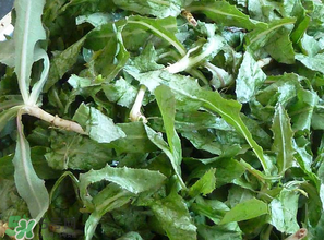 苦菜什么時(shí)候有？苦菜幾月份有？