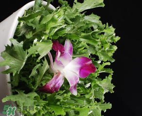 苦菜什么時(shí)候有？苦菜幾月份有？