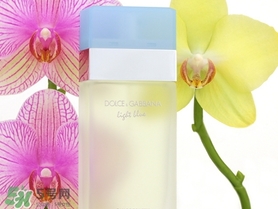 dolce gabanna香水哪款好聞？DG杜嘉班納香水推薦