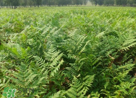 蕨菜可以種植嗎？蕨菜怎么種植？