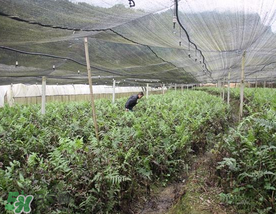 蕨菜可以種植嗎？蕨菜怎么種植？