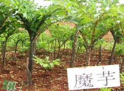 魔芋什么味道？怎么去除魔芋味道？