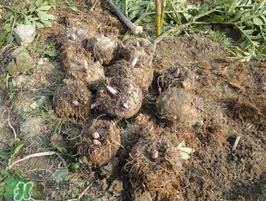 魔芋什么時候種植？魔芋怎么種植技術(shù)？