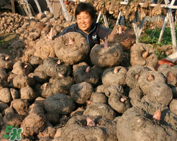 魔芋什么時候種植？魔芋怎么種植技術(shù)？