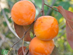 柿子什么季節(jié)成熟？柿子什么時候吃最好？