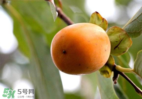 柿子為什么會澀？柿子怎么吃不澀？