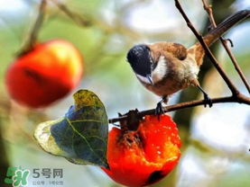 柿子為什么會(huì)黑？柿子為什么凍完發(fā)黑？