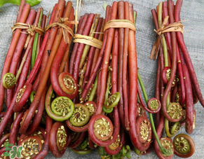蕨菜是發(fā)物嗎？蕨菜是不是發(fā)物嗎？