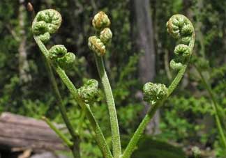 野生蕨菜多少錢一斤？蕨菜多少錢一斤？
