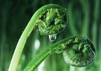 吃蕨菜會過敏嗎？皮膚過敏能吃蕨菜嗎？