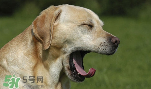 打哈欠會(huì)傳染嗎？打哈欠會(huì)不會(huì)傳染