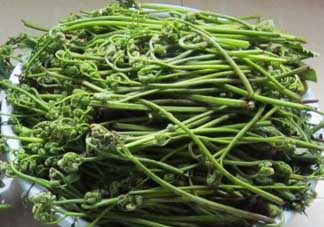 吃蕨菜有什么好處？吃蕨菜的好處