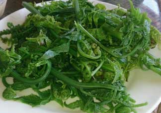 蕨菜是發(fā)物嗎？蕨菜是不是發(fā)物嗎？
