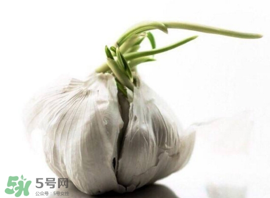 發(fā)芽的大蒜能吃嗎？發(fā)芽的大蒜能不能吃