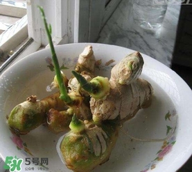 生姜發(fā)芽了能吃嗎？生姜發(fā)芽了能不能吃
