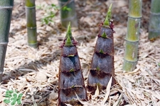 過敏體質(zhì)可以吃春筍嗎？皮膚過敏能吃春筍嗎？