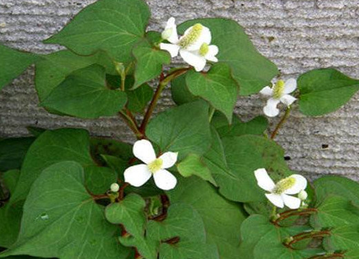 蕺菜怎么念？蕺菜怎么讀
