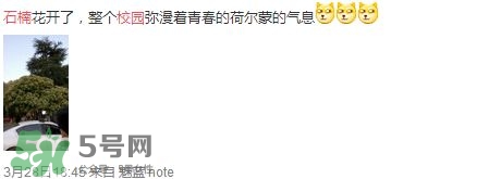 為什么學(xué)校要種石楠花？石楠花的味道為什么這么銷(xiāo)魂？