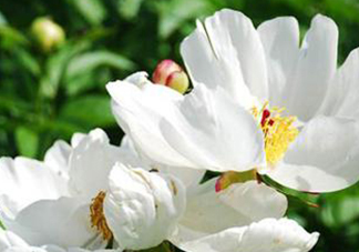 白芍可以美白嗎？白芍怎么美白？