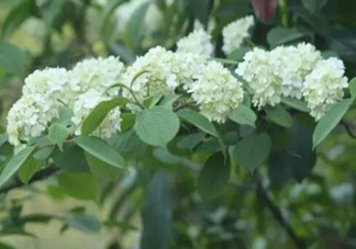為什么學校要種石楠花？石楠花的味道為什么這么銷魂？