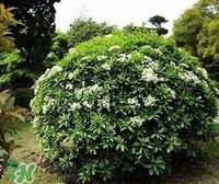 為什么學(xué)校要種石楠花？石楠花的味道為什么這么銷(xiāo)魂？