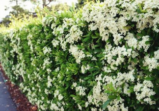 石楠花可以吃嗎？石楠花花語