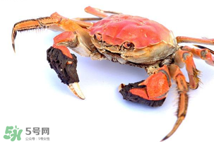 五月份可以吃螃蟹嗎？5月份可以吃螃蟹嗎？