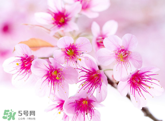 五月份還有櫻花嗎？日本5月份還有櫻花嗎？
