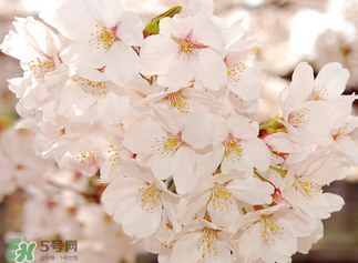 五月份還有櫻花嗎？日本5月份還有櫻花嗎？