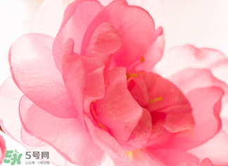 五月份還有櫻花嗎？日本5月份還有櫻花嗎？